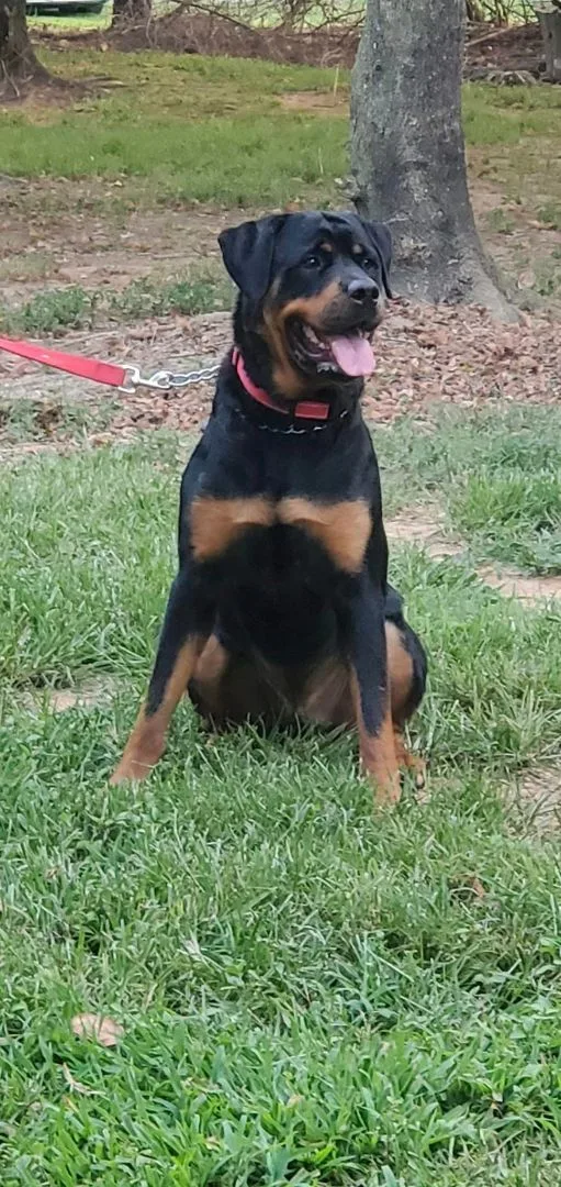 Wesson Aka Poo Bear thumbnail 2