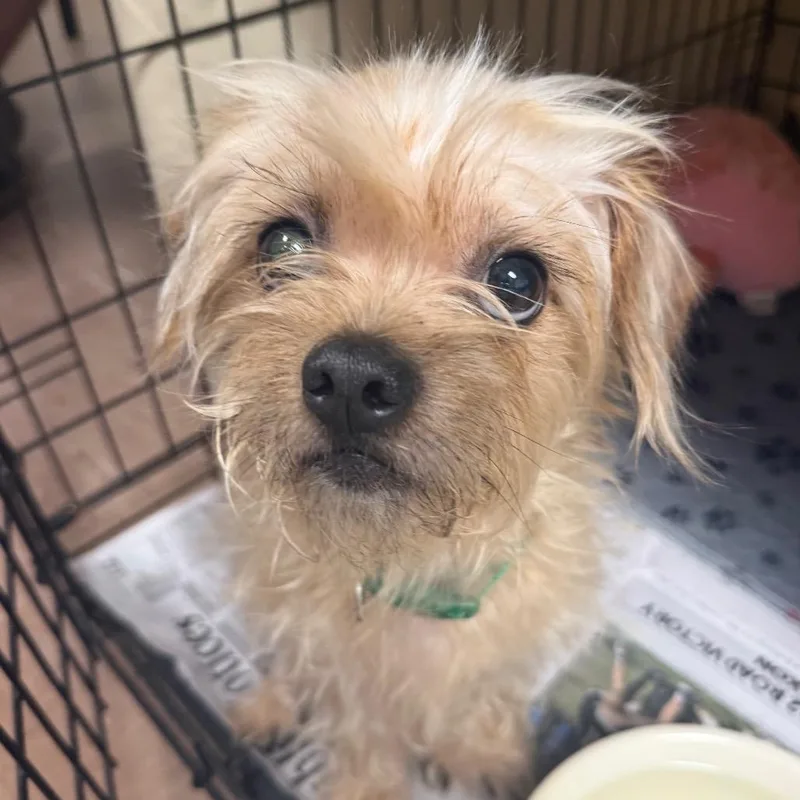 An adult small-sized male Terrier dog named Koda for adoption in Newport, NC