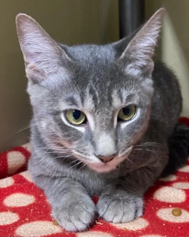 A young medium-sized male Tabby (Gray / Blue / Silver) Domestic Short Hair cat named Greyson for adoption in Arlington, WA