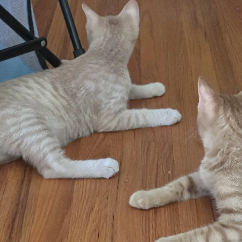 A baby small-sized female Tabby (Orange / Red) Domestic Short Hair cat named Freckles for adoption in Orange, CA