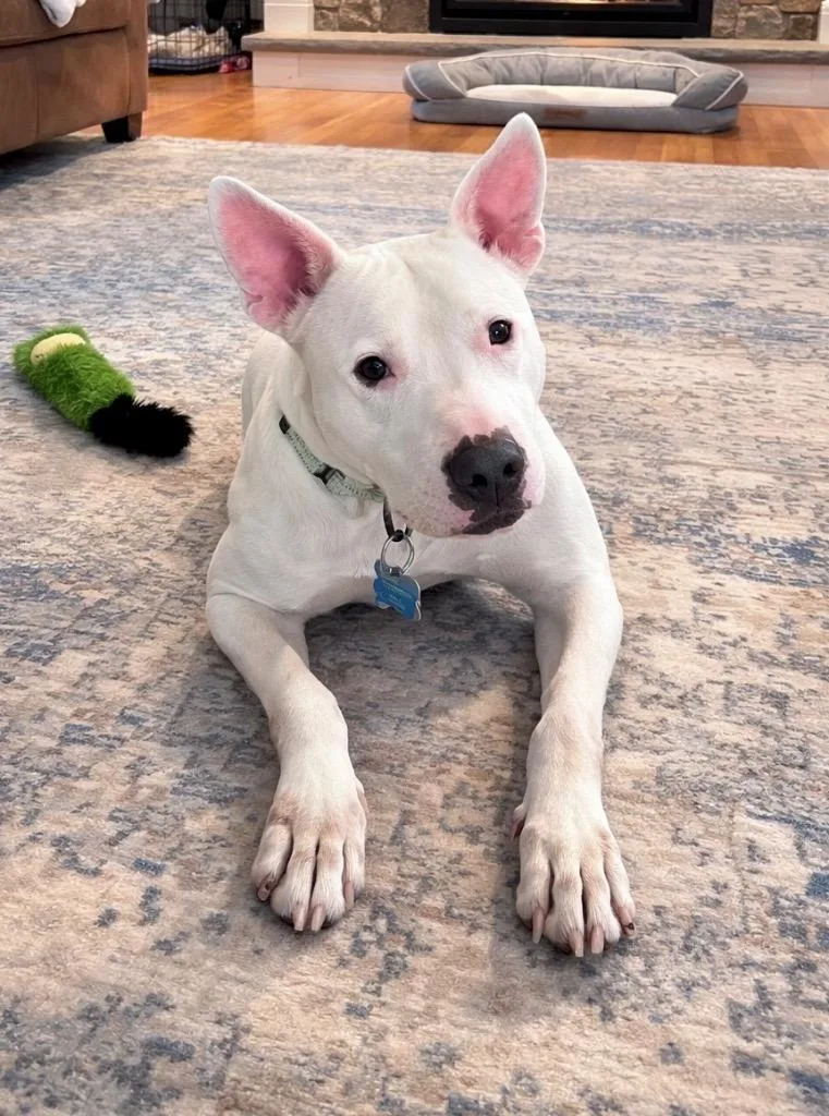 Wanda  Local thumbnail 3