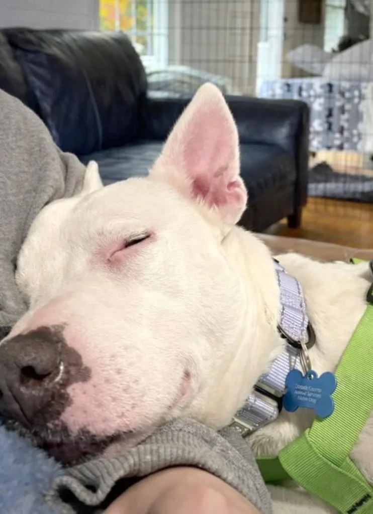 Wanda  Local thumbnail 4