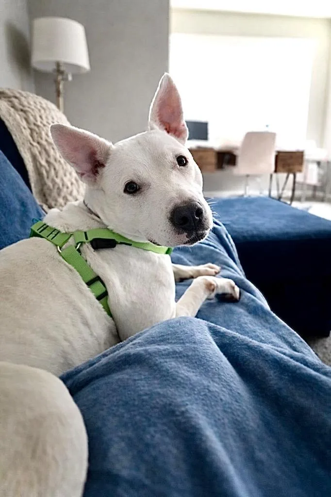 Wanda  Local thumbnail 5