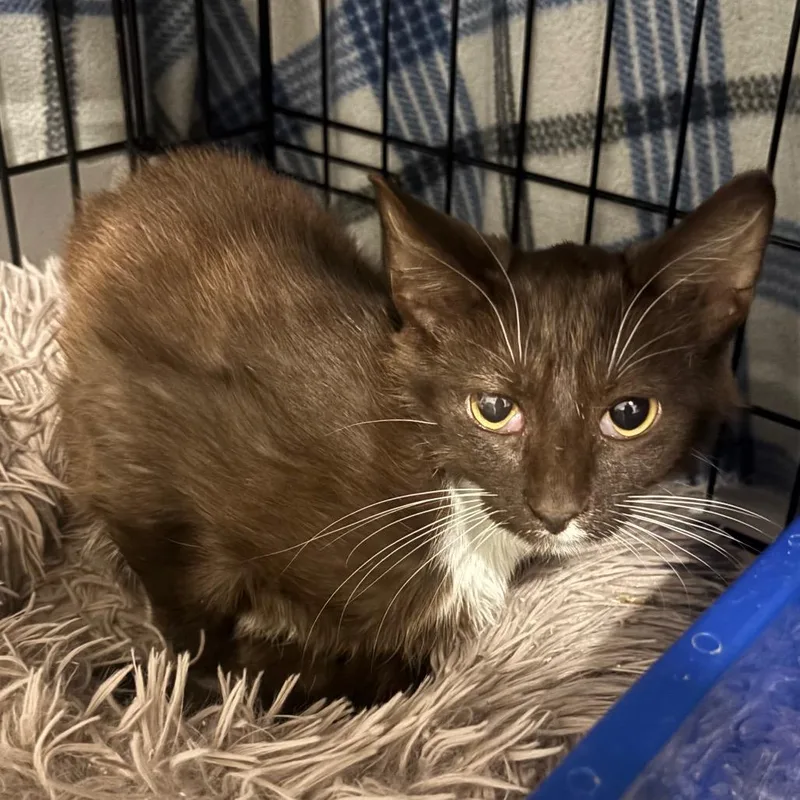 A young medium-sized male Brown / Chocolate Domestic Short Hair cat named Phil RJ for adoption in Columbia, MO