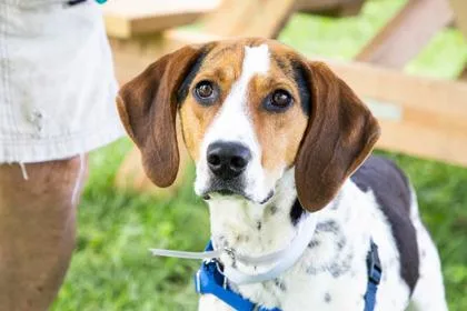 An adult large-sized female Coonhound dog named Ella for adoption in Kansas City, MO
