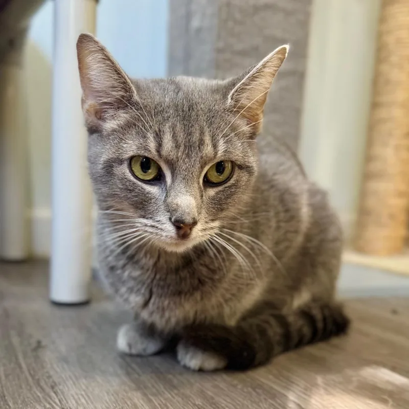 An adult medium-sized female Gray / Blue / Silver Domestic Short Hair cat named Sacred Song for adoption in Fredericksburg, VA