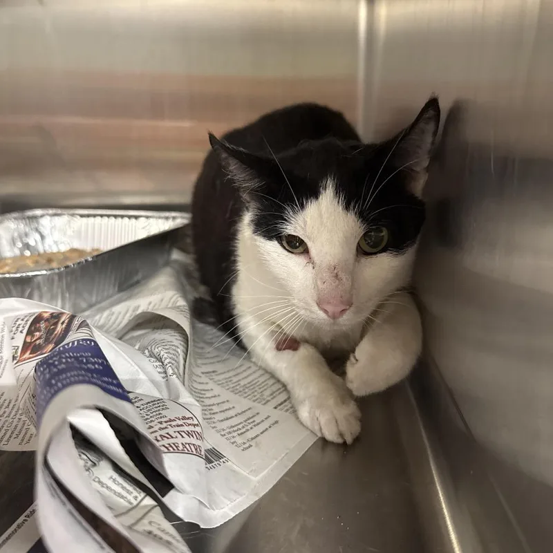 An adult large-sized male Black Domestic Short Hair cat named Stan for adoption in Pauls Valley, OK