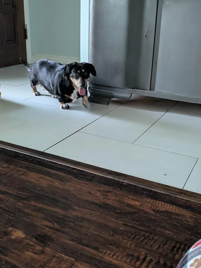 A senior medium-sized female Dachshund dog named Tali for adoption in Bryan, TX