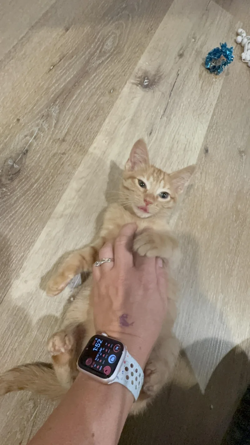 A baby small-sized female Tabby (Orange / Red) Domestic Short Hair cat named Alchemy for adoption in Milwaukee, WI