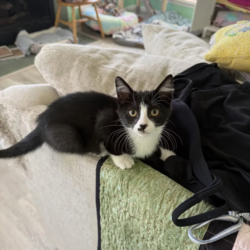 A baby medium-sized female Black & White / Tuxedo Domestic Short Hair cat named RazzleDazzle for adoption in Rosenberg, TX