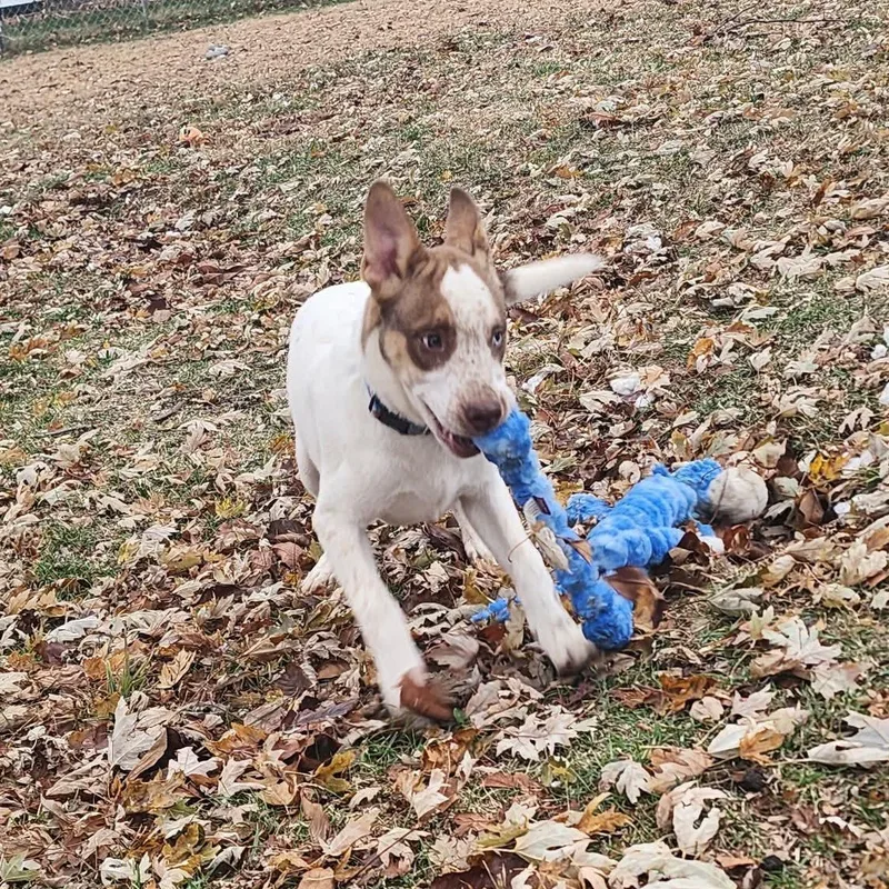 A young medium-sized male Australian Cattle Dog / Blue Heeler dog named Baxter for adoption in East Peoria, IL