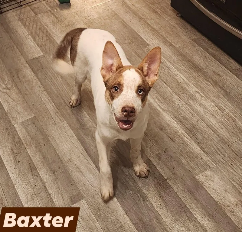 Baxter thumbnail 3