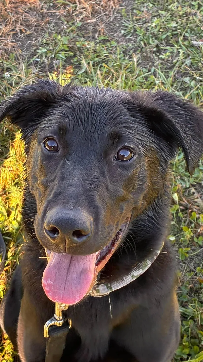 A baby medium-sized male Black German Shepherd Dog named Rex for adoption in Turners Falls, MA