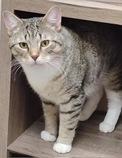 Buddy Bud thumbnail 2