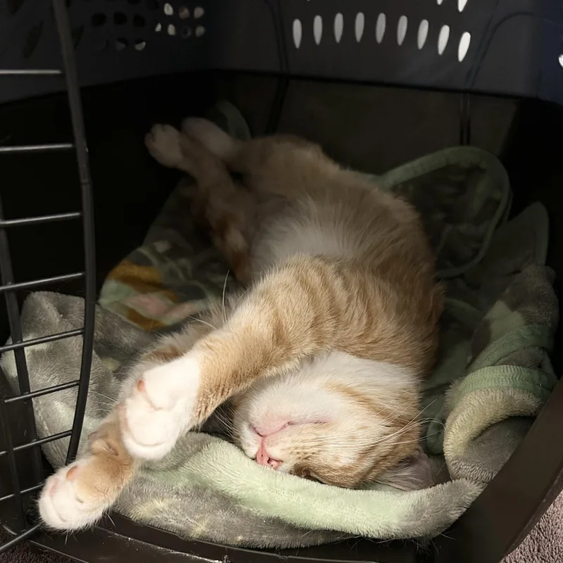 A young medium-sized female Domestic Short Hair cat named Sophie for adoption in Sacramento, CA