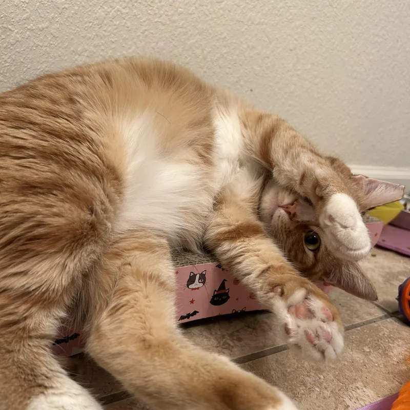 Sophie thumbnail 4