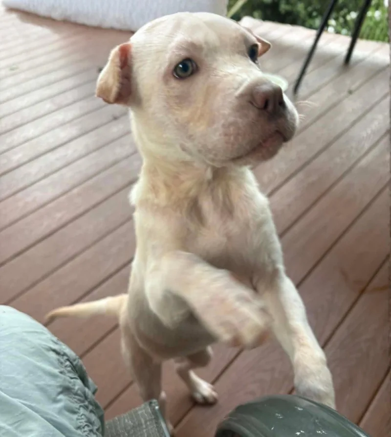 A baby medium-sized female Yellow / Tan / Blond / Fawn Shar-Pei dog named Duchess for adoption in Parma, OH