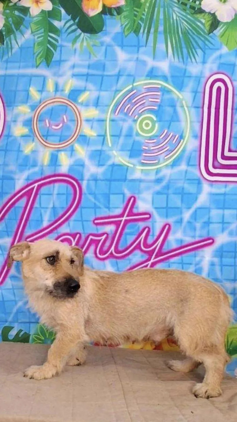 A young medium-sized female Mixed Breed dog named Dorothy for adoption in Medfield, MA