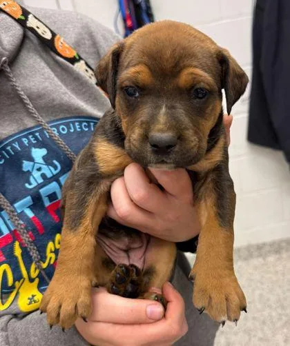 A baby small-sized female Brown / Chocolate Mixed Breed dog named Skedaddle for adoption in Kansas City, MO