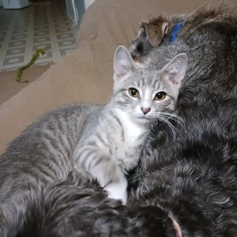 A baby small-sized male Gray / Blue / Silver Domestic Short Hair cat named Luke Skywalker for adoption in Inver Grove Heights, MN