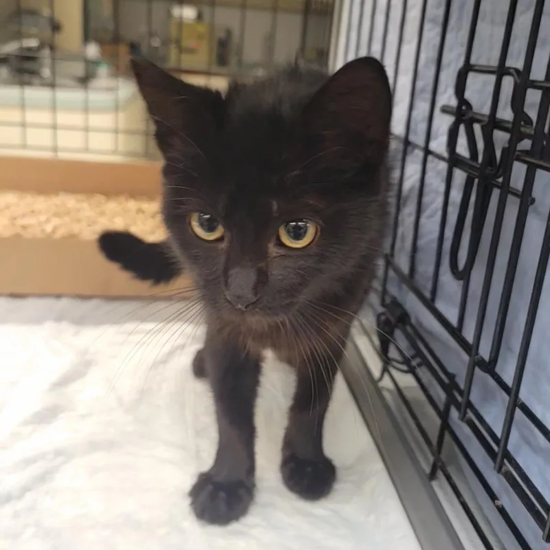 A baby small-sized female Black Domestic Medium Hair cat named WAGSStray for adoption in Westminster, CA