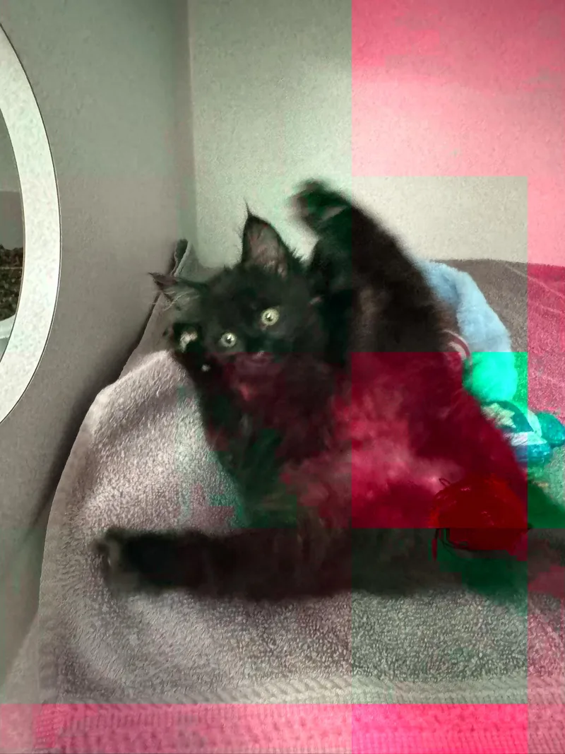 Dee Dee thumbnail 5
