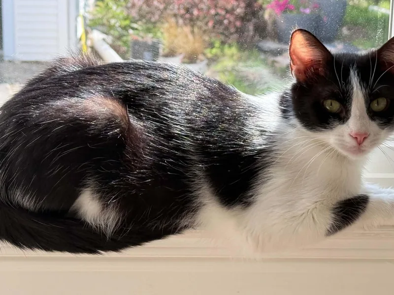 A young medium-sized female Domestic Short Hair cat named Noodle for adoption in Hull, MA