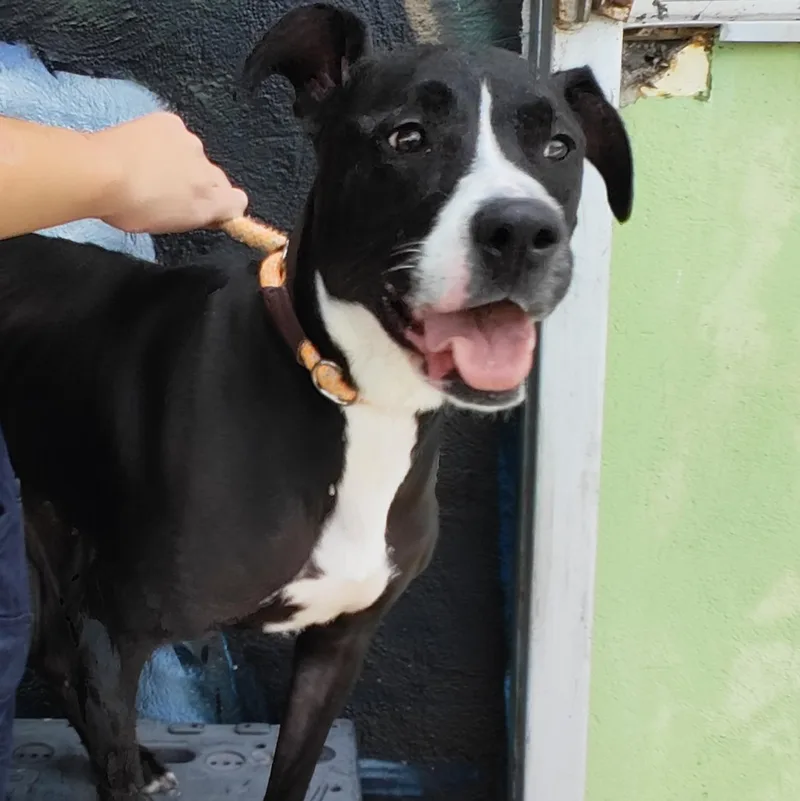 An adult medium-sized female Black Pit Bull Terrier dog named Cleo for adoption in Jersey city, NJ