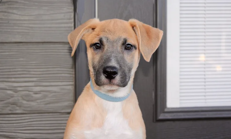 A baby medium-sized male Black Shepherd dog named Kelp for adoption