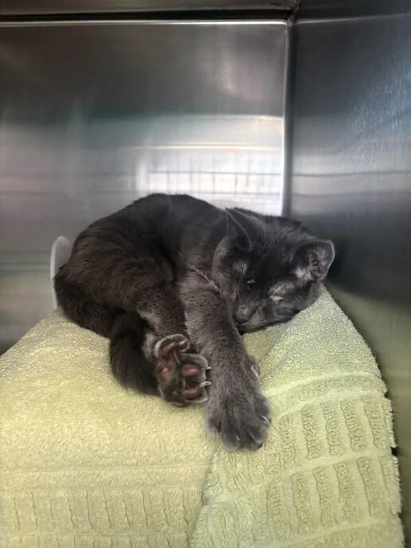 An adult large-sized female Gray / Blue / Silver Domestic Short Hair cat named Pale Ale for adoption in Cincinnati, OH