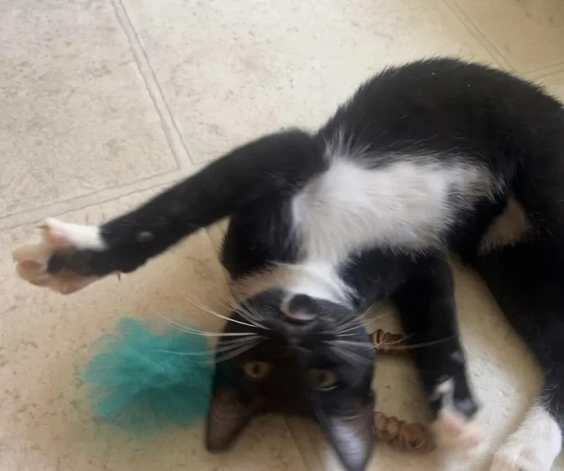 A baby medium-sized male Domestic Short Hair cat named Bud for adoption in Irving, TX