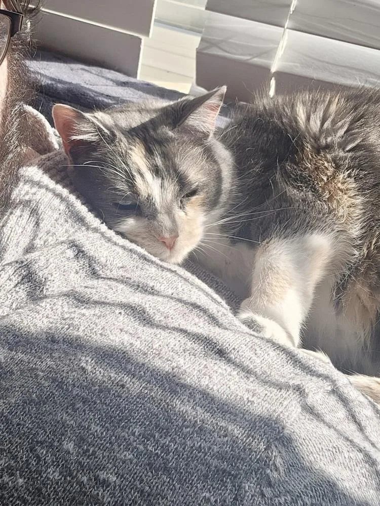 An adult medium-sized female Domestic Short Hair cat named Star for adoption in Ferndale, MI