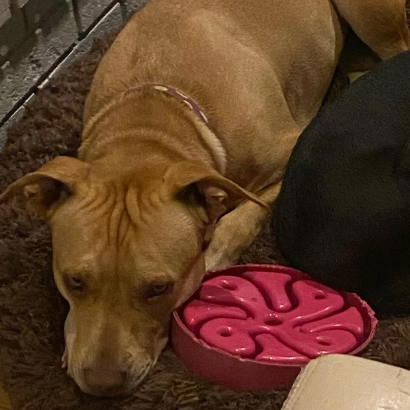 An adult medium-sized female Red / Chestnut / Orange Terrier dog named Peaches for adoption in Springfield, MO