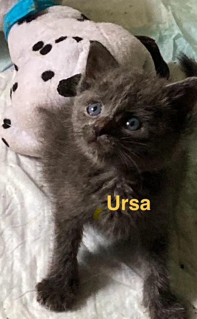 A baby medium-sized female Domestic Short Hair cat named Ursa for adoption in Johnson City, TN