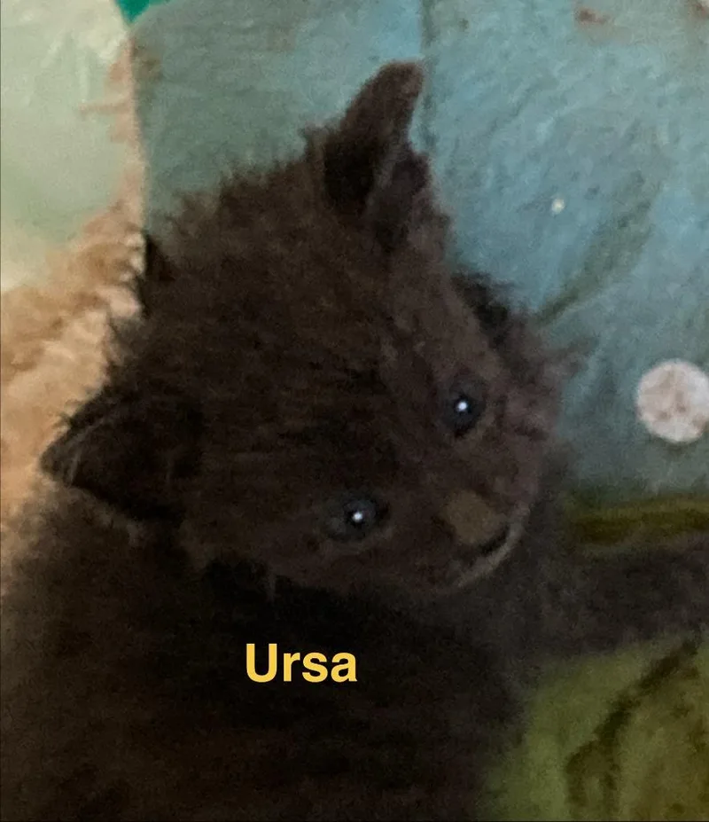 Ursa thumbnail 4