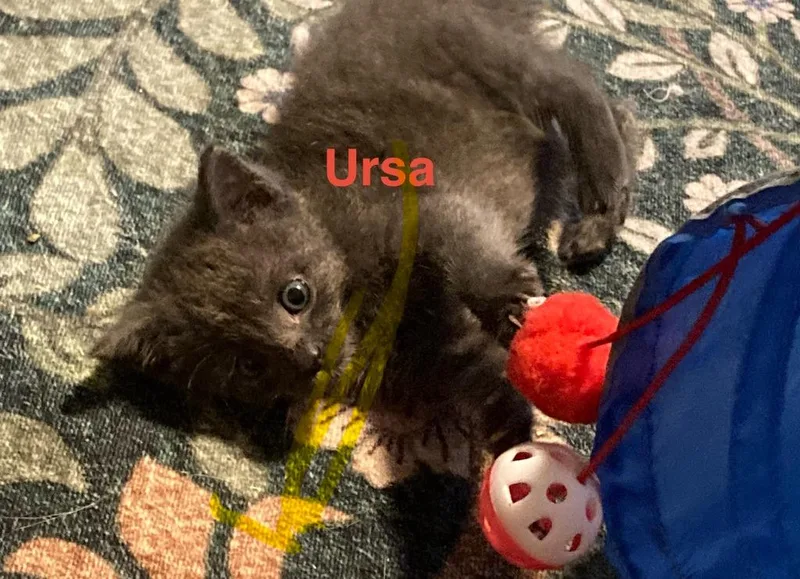Ursa thumbnail 5