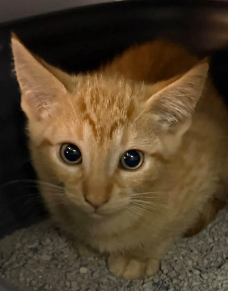 A baby medium-sized male Orange / Red Domestic Short Hair cat named Penn for adoption in Wyandotte, MI