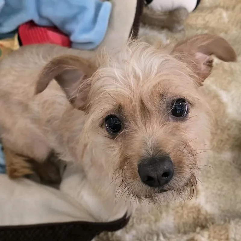 An adult small-sized female Yellow / Tan / Blond / Fawn Terrier dog named Cinnamon Toast Crunch for adoption in Fort Lauderdale, FL
