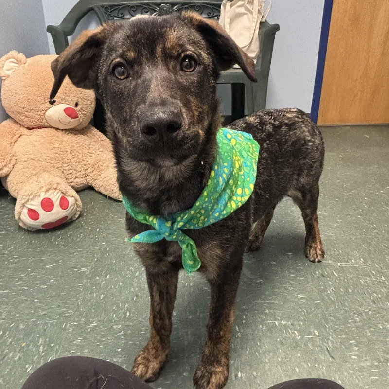 A baby large-sized female Brindle Shepherd dog named Remi for adoption in Waynesburg, PA
