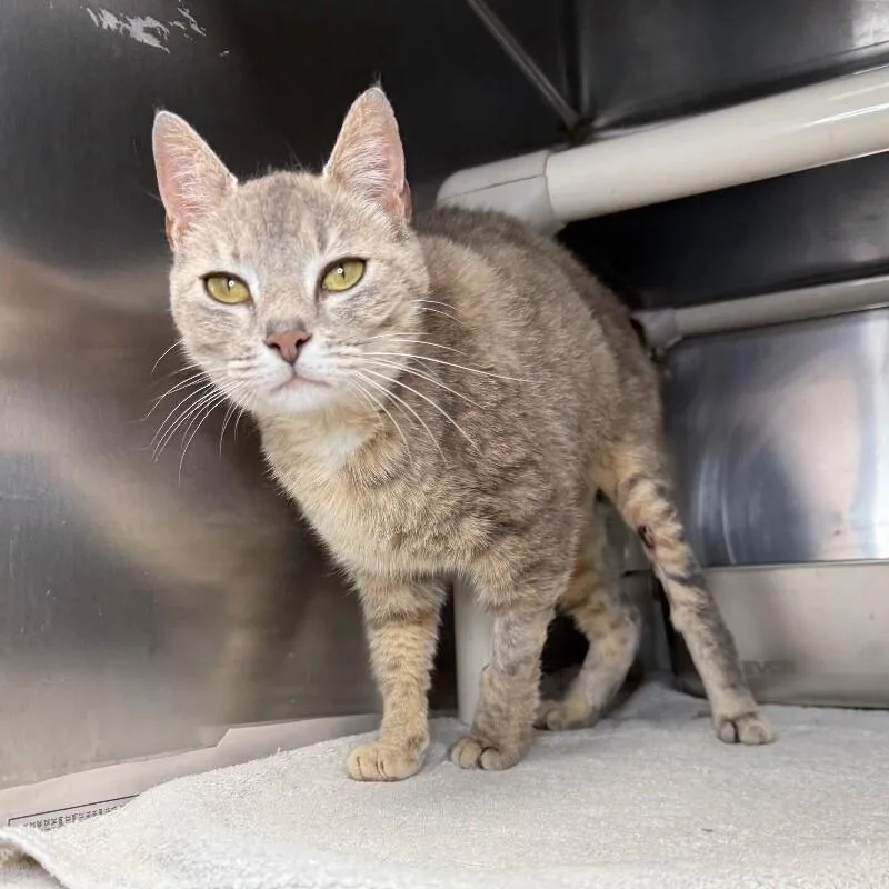 An adult medium-sized female Domestic Short Hair cat named Ella for adoption in Roanoke, VA
