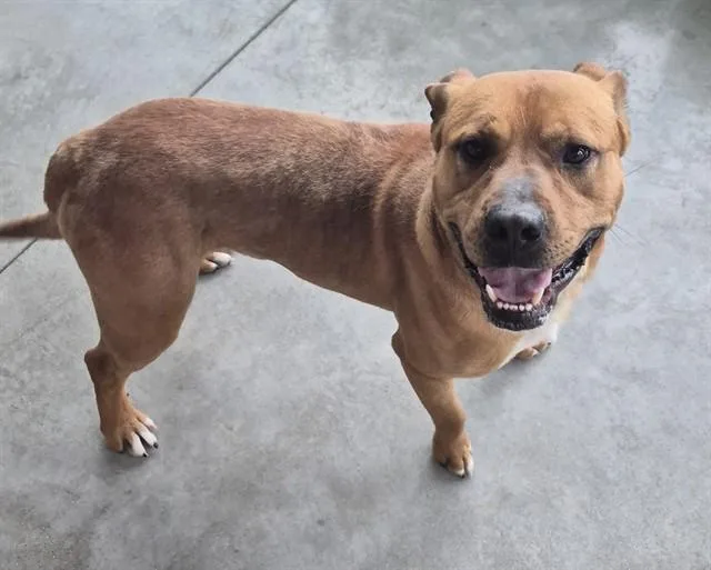 An adult medium-sized male Pit Bull Terrier dog named Lion for adoption in Decatur, IL