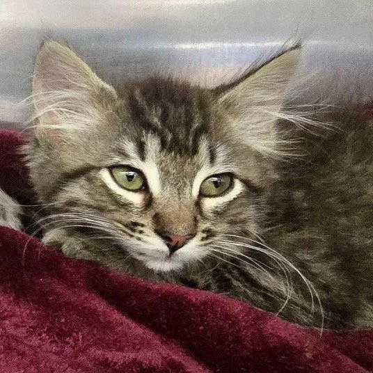 A baby small-sized male Brown / Chocolate Domestic Medium Hair cat named Newton for adoption in Oakland, CA