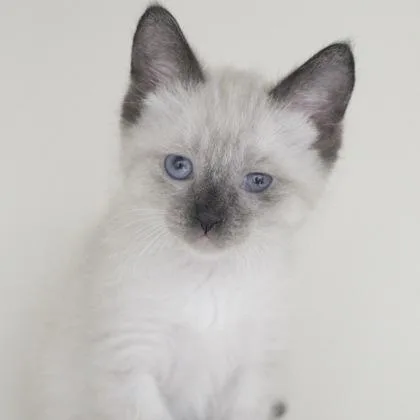 A baby small-sized male Domestic Short Hair cat named Fletcher for adoption in Verona, WI
