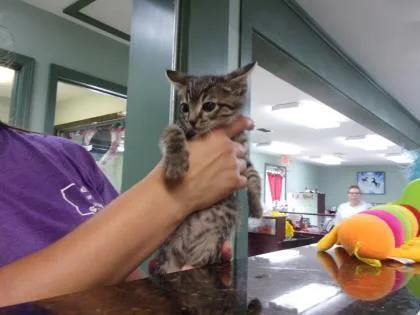 An adult medium-sized male Domestic Short Hair cat named John for adoption in Picayune, MS