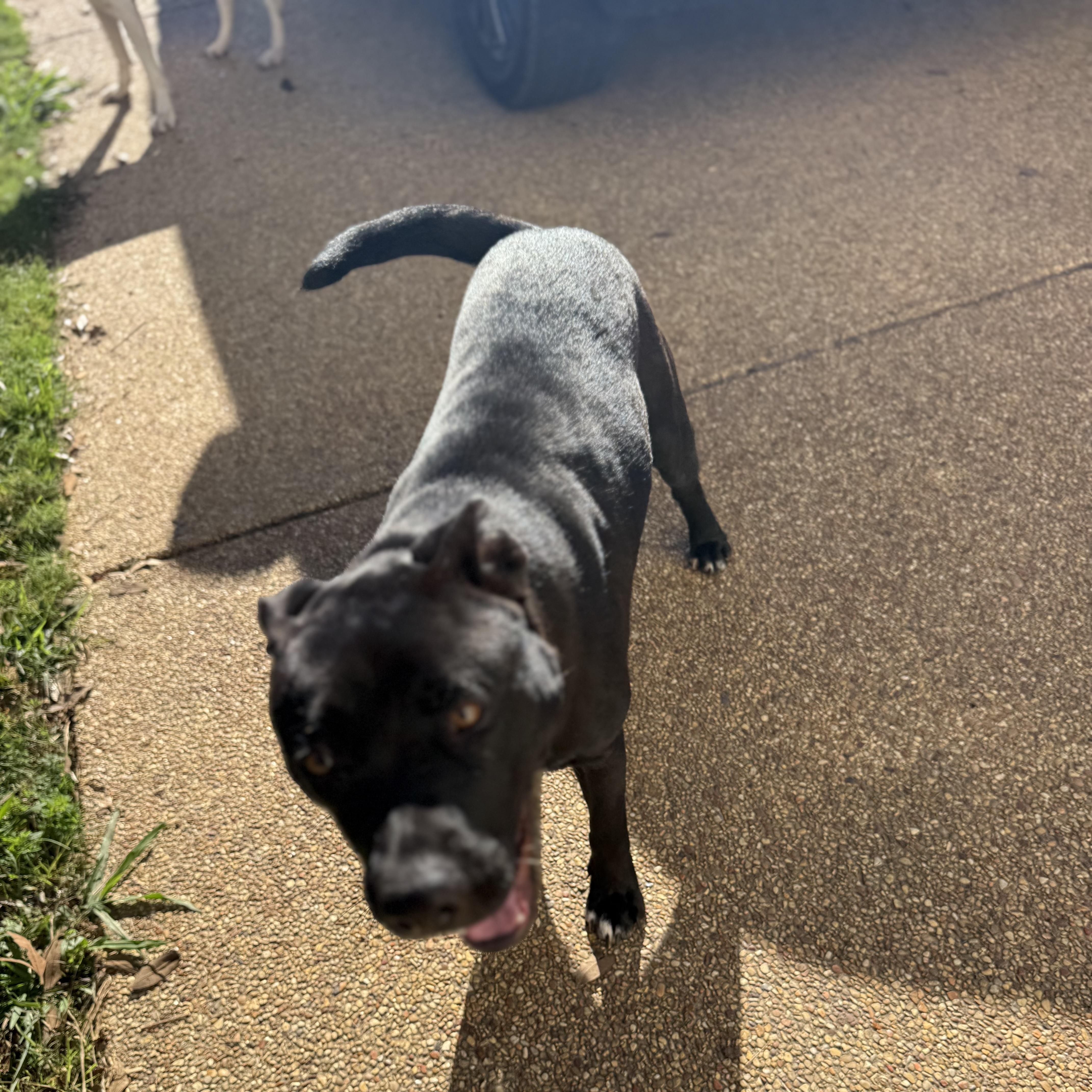 An adult medium-sized male Black Pit Bull Terrier dog named Samuel for adoption in Holly Springs, MS