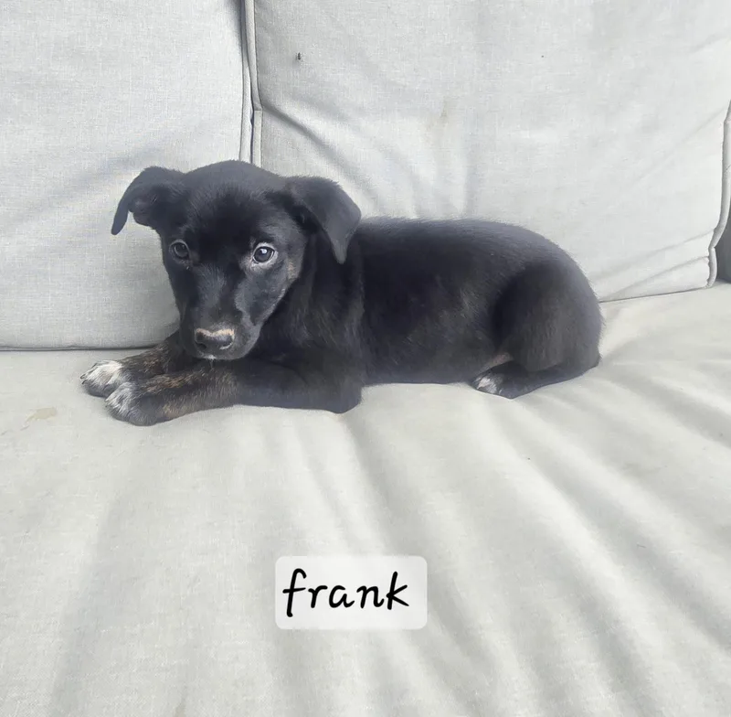 A baby medium-sized male Labrador Retriever dog named Frank for adoption in Manchester, CT