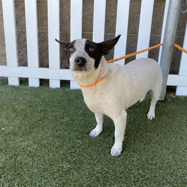 An adult small-sized male Fox Terrier dog named A for adoption in Modesto, CA