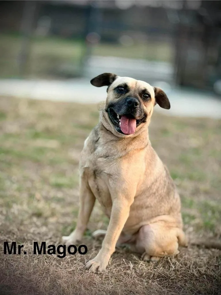 Mr. Magoo