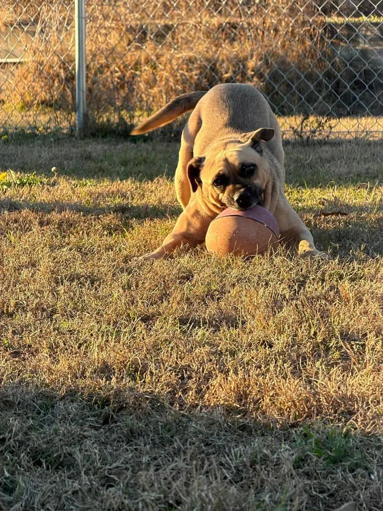 Mr. Magoo thumbnail 2