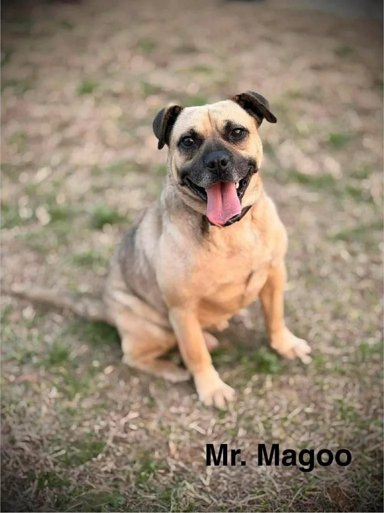 Mr. Magoo thumbnail 3